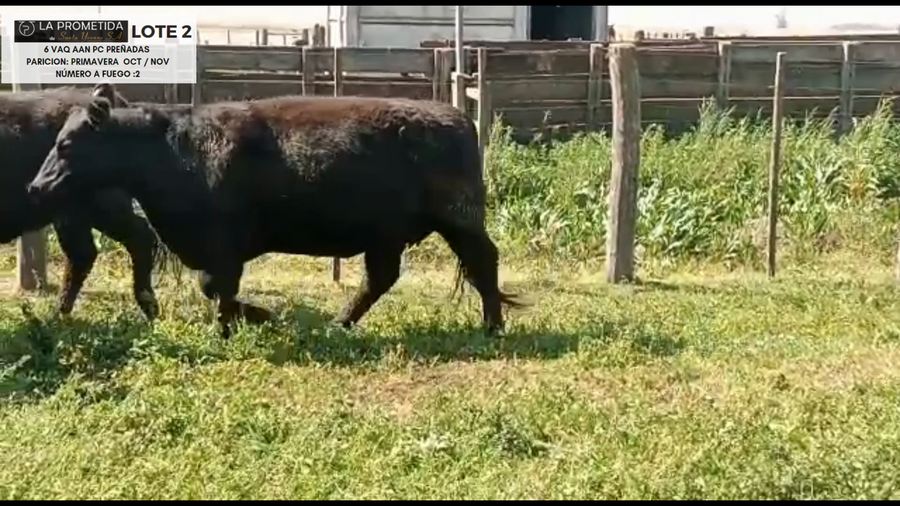 Lote "LA PROMETIDA DE SANTA YVONE" 6 Vaq AAN pc preñadas