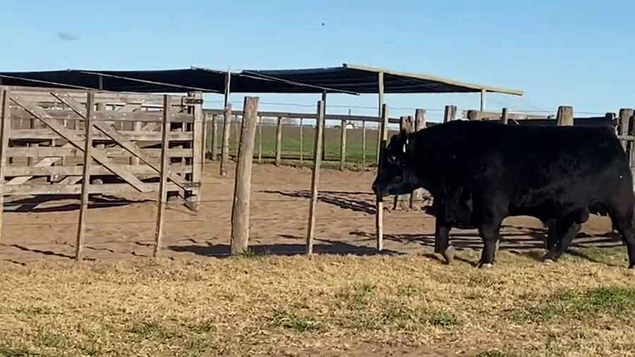 Lote TOROS PUROS DE PEDIGREE