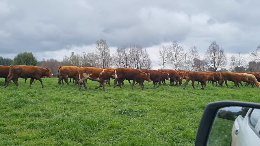 Lote 70 Ternera en Vilcún, IX Región Araucanía