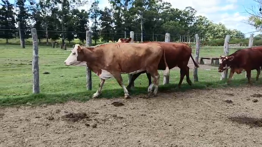 Lote 31 Vacas nuevas C/ gtia de preñez