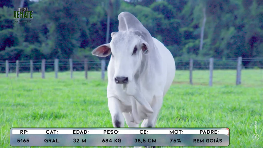 Lote Toros a remate en Tercer Remate Agroganadera Natalia, Concepción