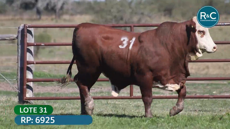 Lote Toros señal 22