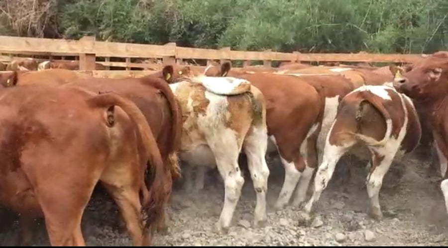 Lote 60 Novillo Engorda en Futrono, XIV Región Los Ríos