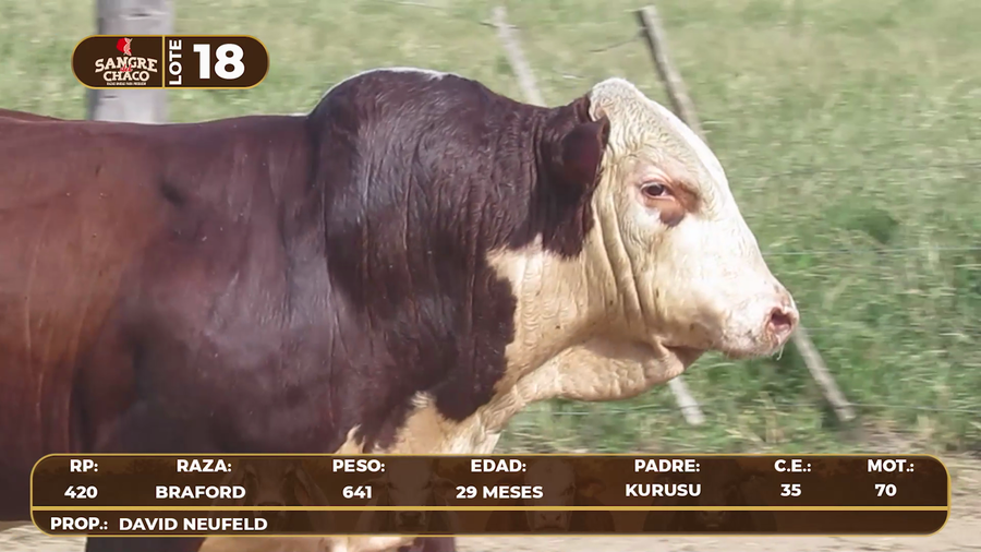 Lote Lote 18