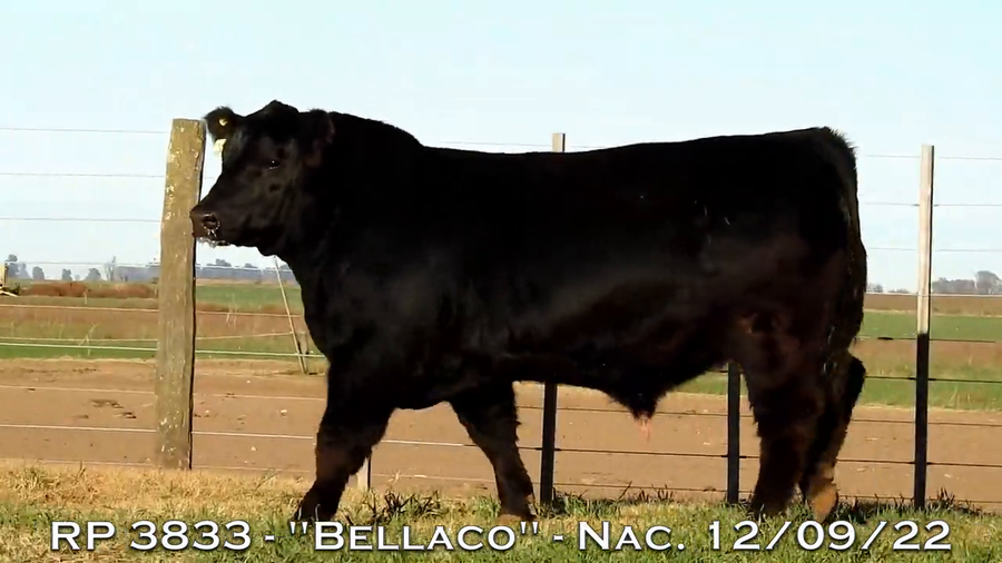 Lote TOROS PUROS DE PEDIGREE