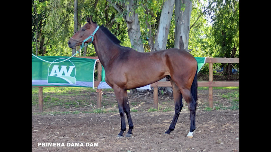 Lote PRIMERA DAMA DAN