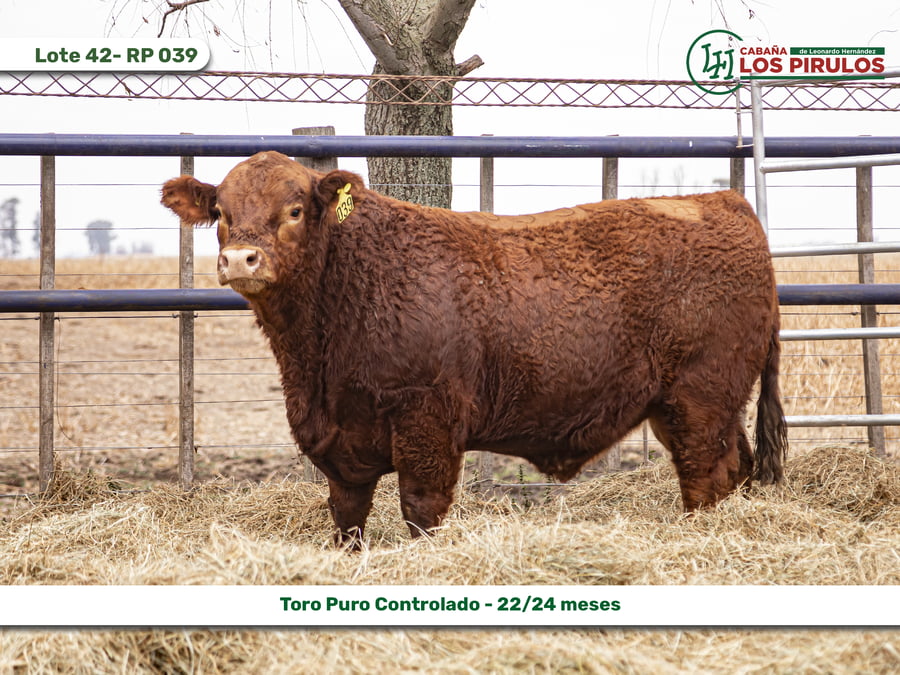 Lote TOROS PUROS CONTROLADOS - 22/24 meses
