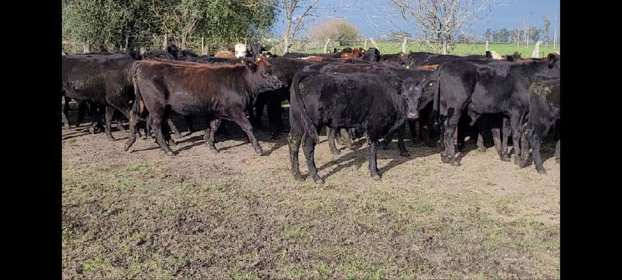 Lote 72 Terneros/as en Villa Elisa, Entre Ríos