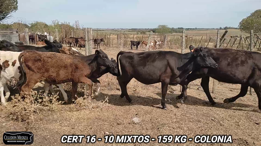 Lote 10 Terneros y Terneras en Colonia