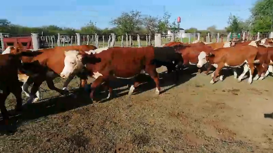 Lote 75 Terneros en Federal, Entre Ríos