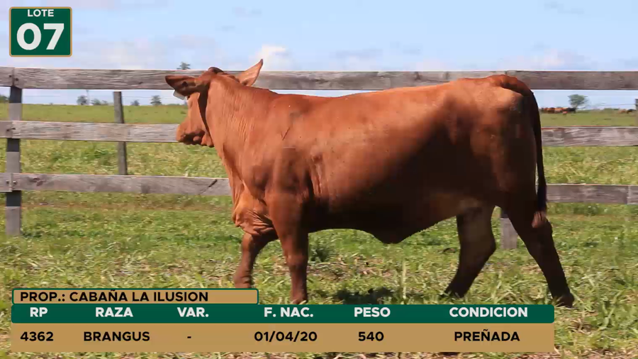 Lote HEMBRAS LOTE 7