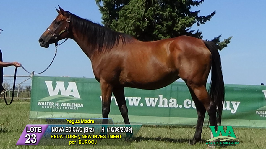 Lote NOVA EDICAO (Brz)