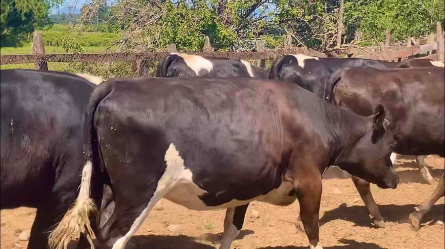 Lote 25 Vaquilla Gorda en Río Bueno, XIV Región Los Ríos