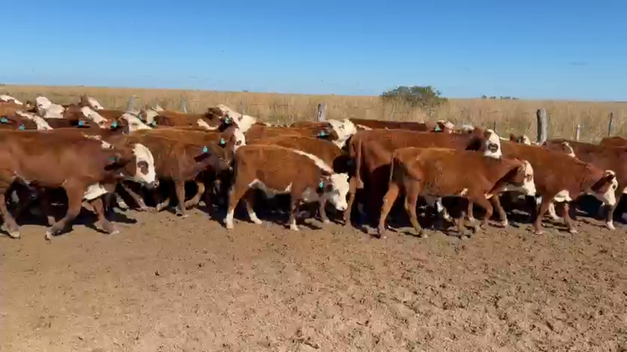 Lote 80 Terneros
