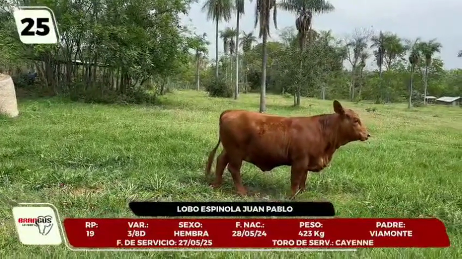 Lote LOTE 25 - JUNIOR