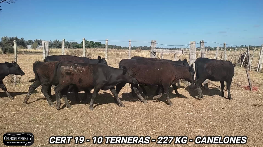 Lote 10 Terneras en Canelones