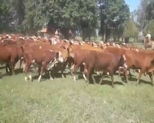 Lote 200 Terneros en Gral. San Martín, Chaco