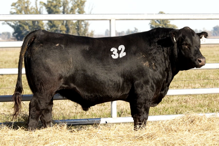 Lote TOROS ANGUS PUROS CONTROLADOS