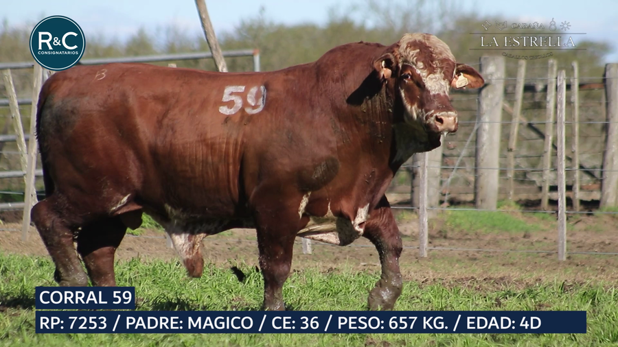 Lote Toro Braford