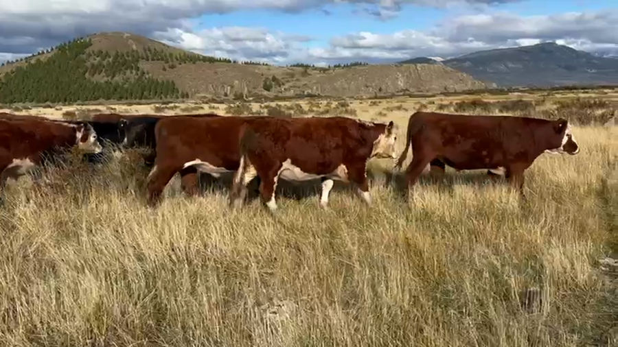 Lote 37 Novillo Engorda en Coyhaique, XI Región Aysén