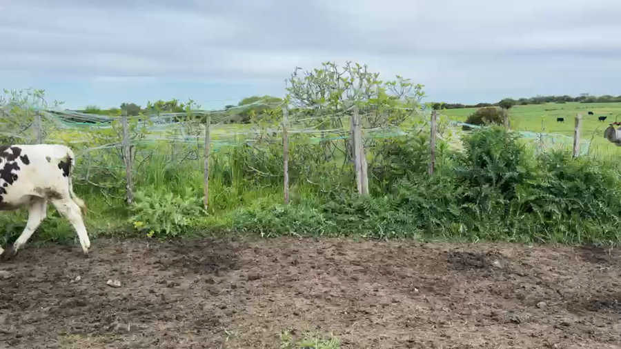 Lote TERNEROS