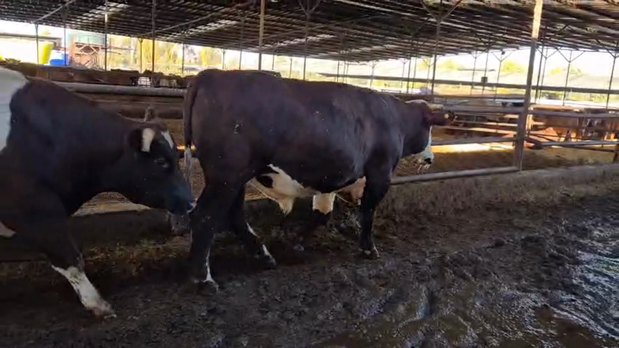 Lote 20 Novillo Gordo en Linares, VII  Región Maule