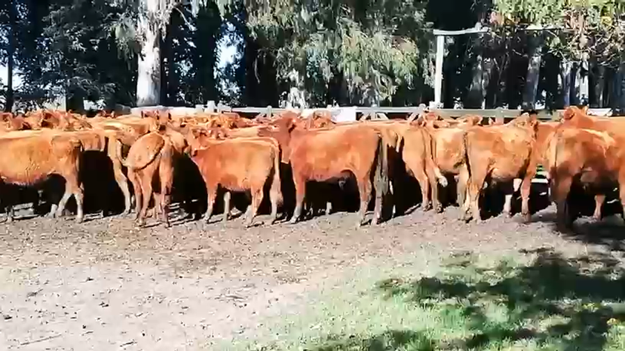 Lote 60 Terneros