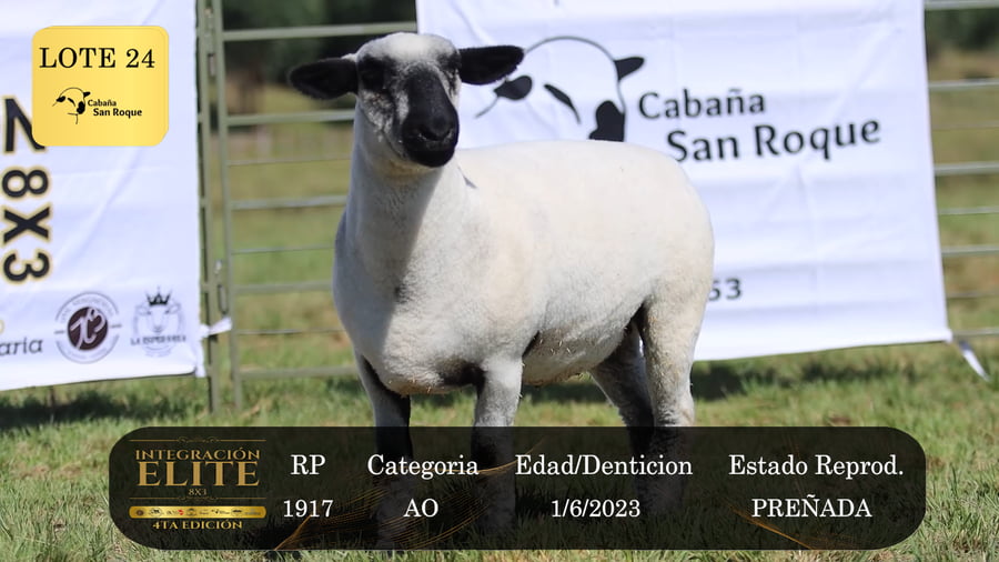 Lote LOTE 24
