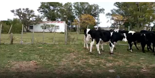 Lote 14 Terneros en Colonia