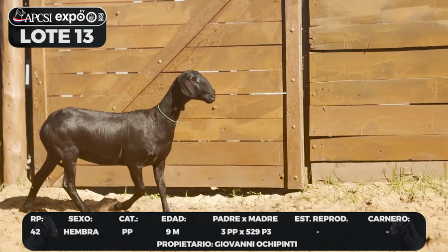 Lote LOTE 13 - CAMPO