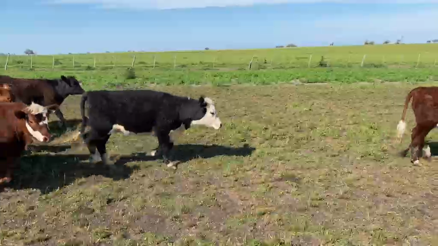 Lote 60 Terneras en Entre Ríos, Gral. Galarza