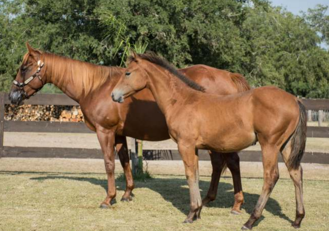 Lote L.A. MY MARIA SPARKS