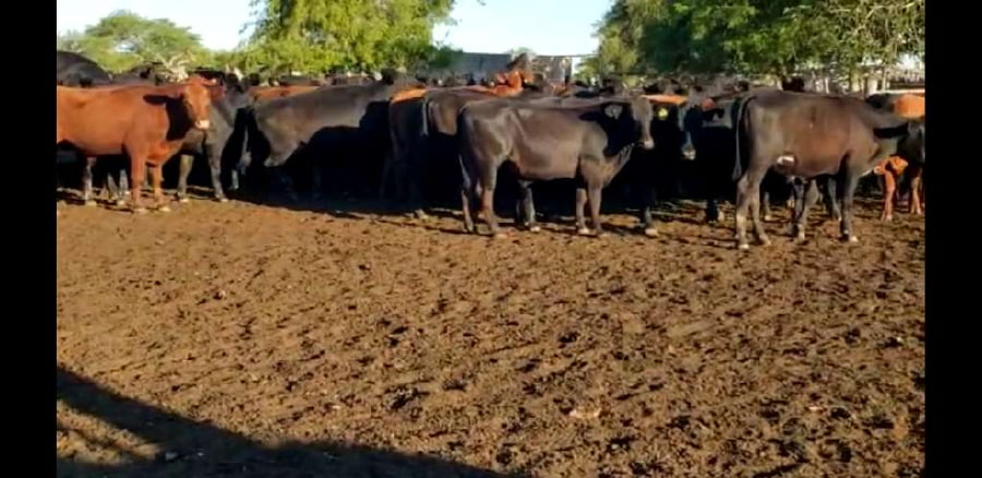 Lote 100 Novillos en Villaguay, Entre Ríos