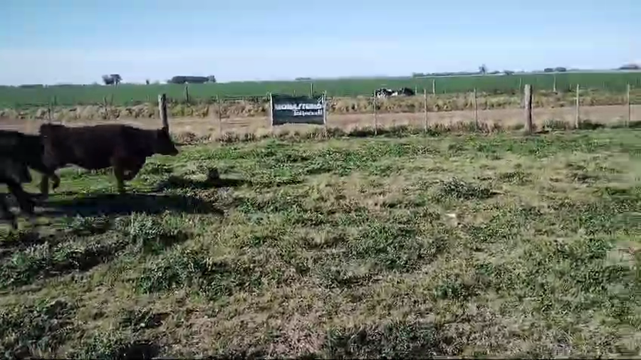 Lote 57 Terneras en Carlos Casares