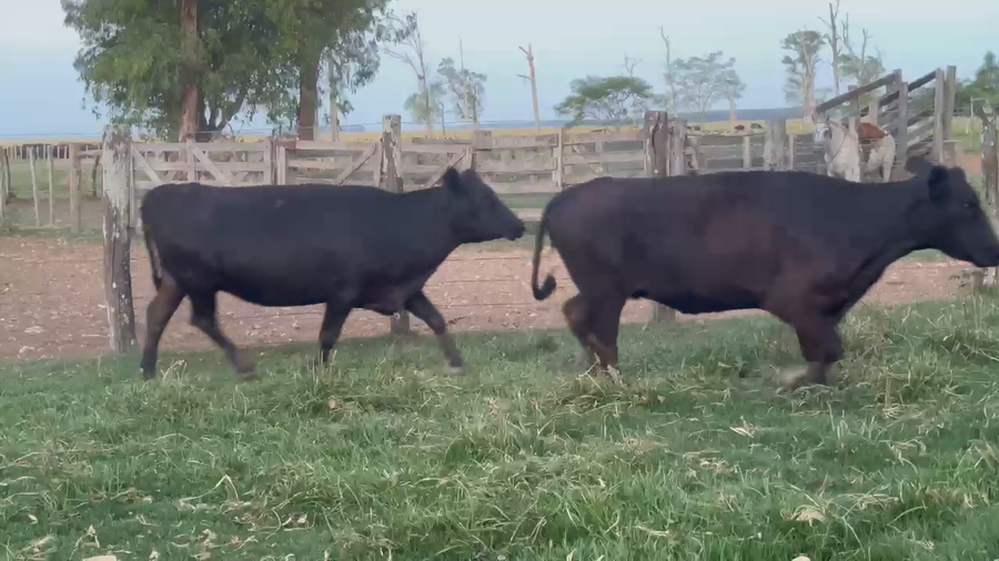 Lote 28 Vacas de invernar en Corrientes, Paso de Los Libres