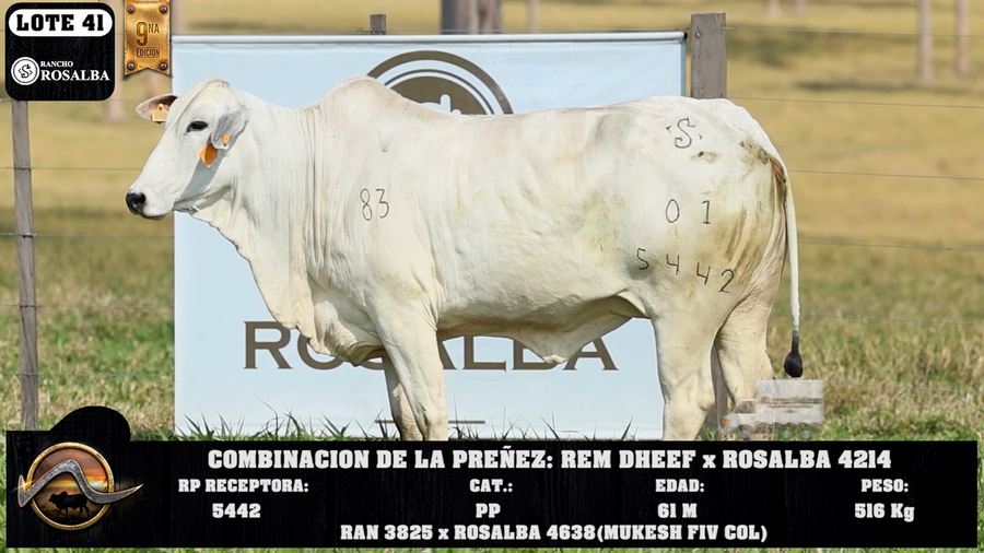 Lote LOTE 41