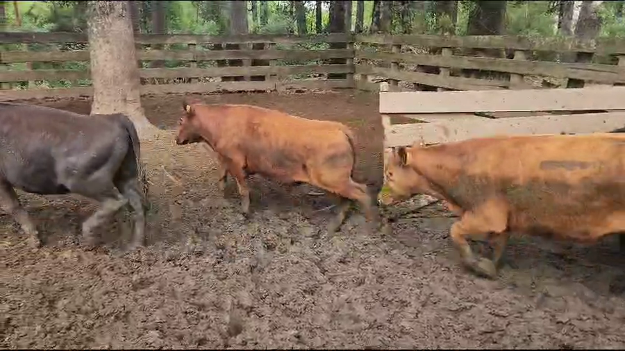 Lote 50 Novillo Engorda en Panguipulli, XIV Región Los Ríos