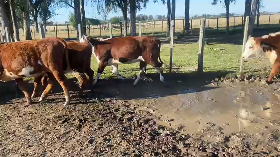Lote 15 Vaquillonas 2 a 3 años