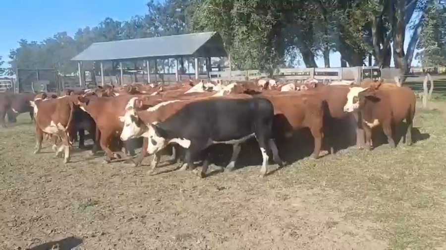 Lote 62 Novillitos en Entre Ríos, San Salvador