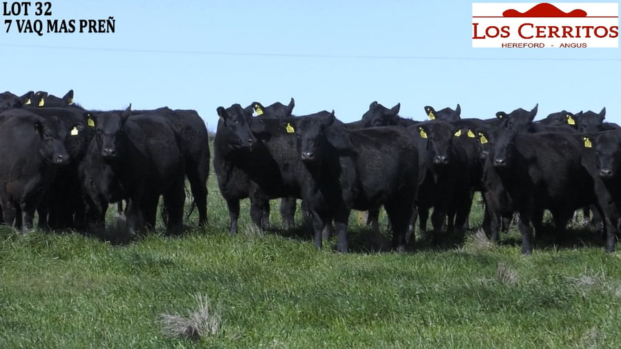 Lote VAQUILLONAS PREÑADAS