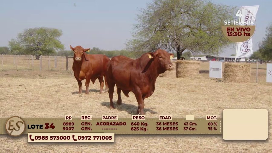 Lote TOROS