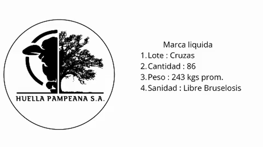 Lote 86 Vaquillonas Braford en Suardi, Santa Fe