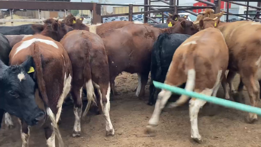 Lote 15 Vaquilla Gorda en Región Metropolitana, María Pinto