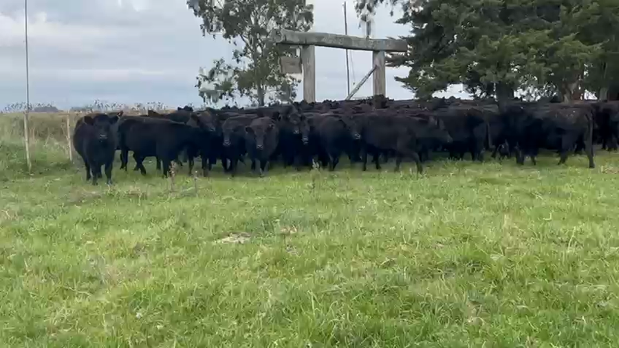 Lote 130 Vaquillonas P/ entorar