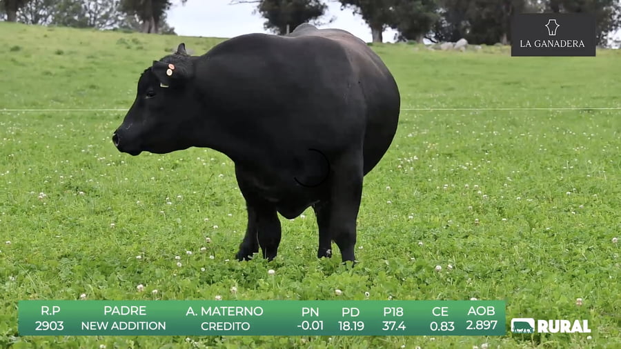 Lote Angus de La Ganadera