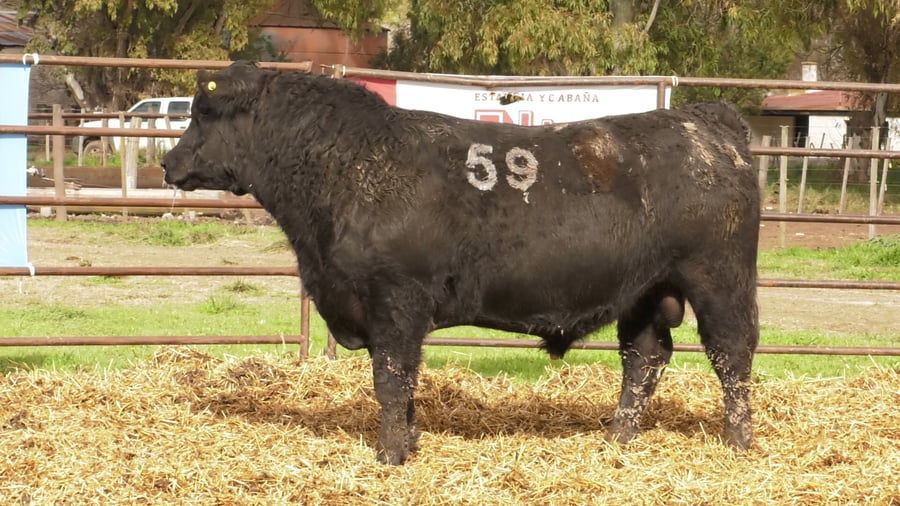 Lote TOROS ANGUS NEGROS PC