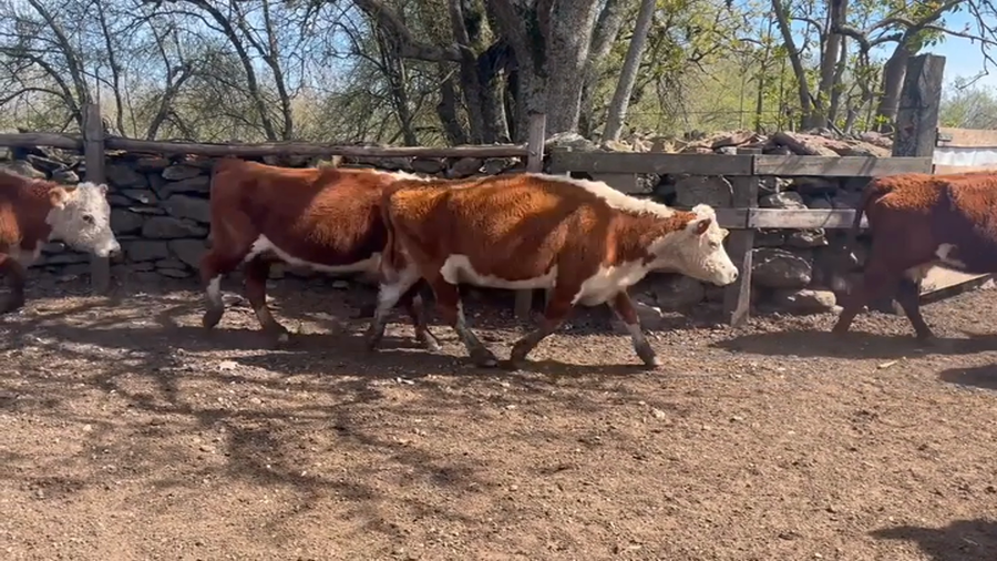 Lote Vacas Preñadas