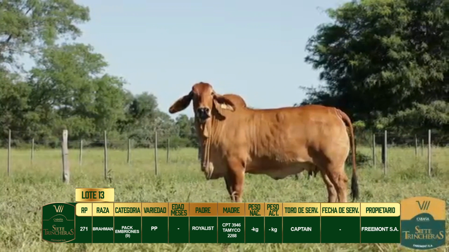 Lote LOTE 13
