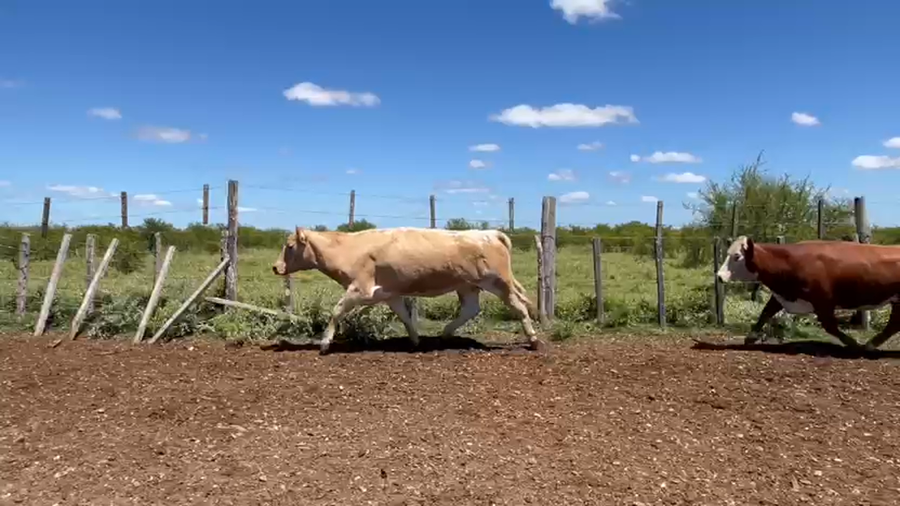Lote VACAS DE INVERNADA