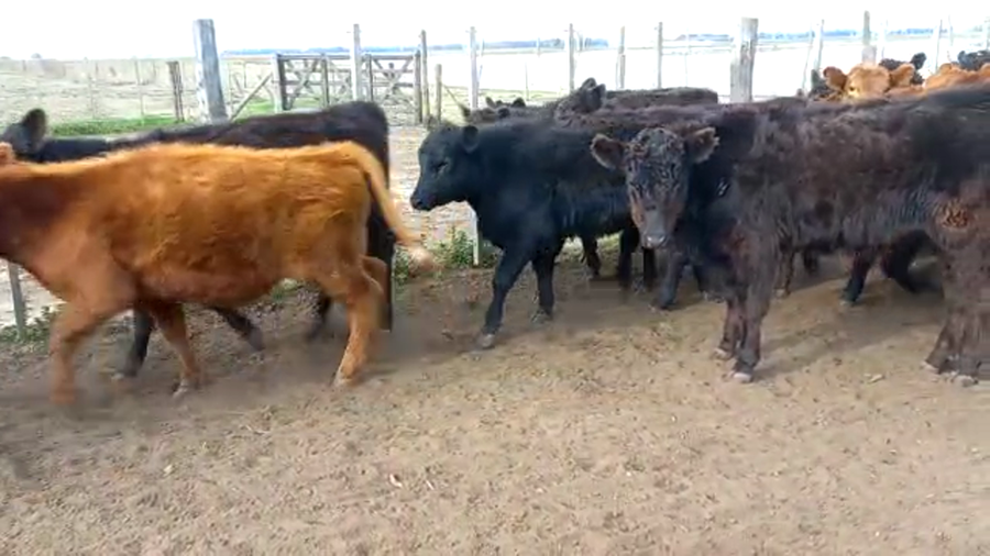 Lote 65 Terneros/as en Buenos Aires, Bolívar